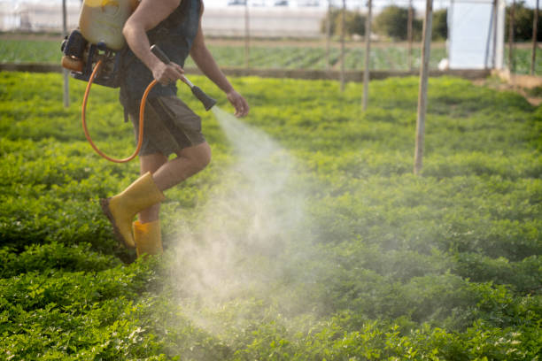 Best Mosquito Control Services  in Nash, TX