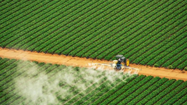 Best Pest Removal Services  in Nash, TX