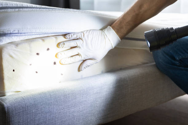 Reliable Nash, TX Pest Control Solutions